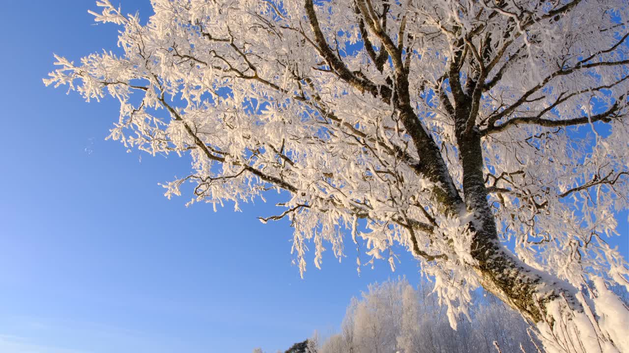 冬日的乡村风景，蓝天和白桦树。视频素材