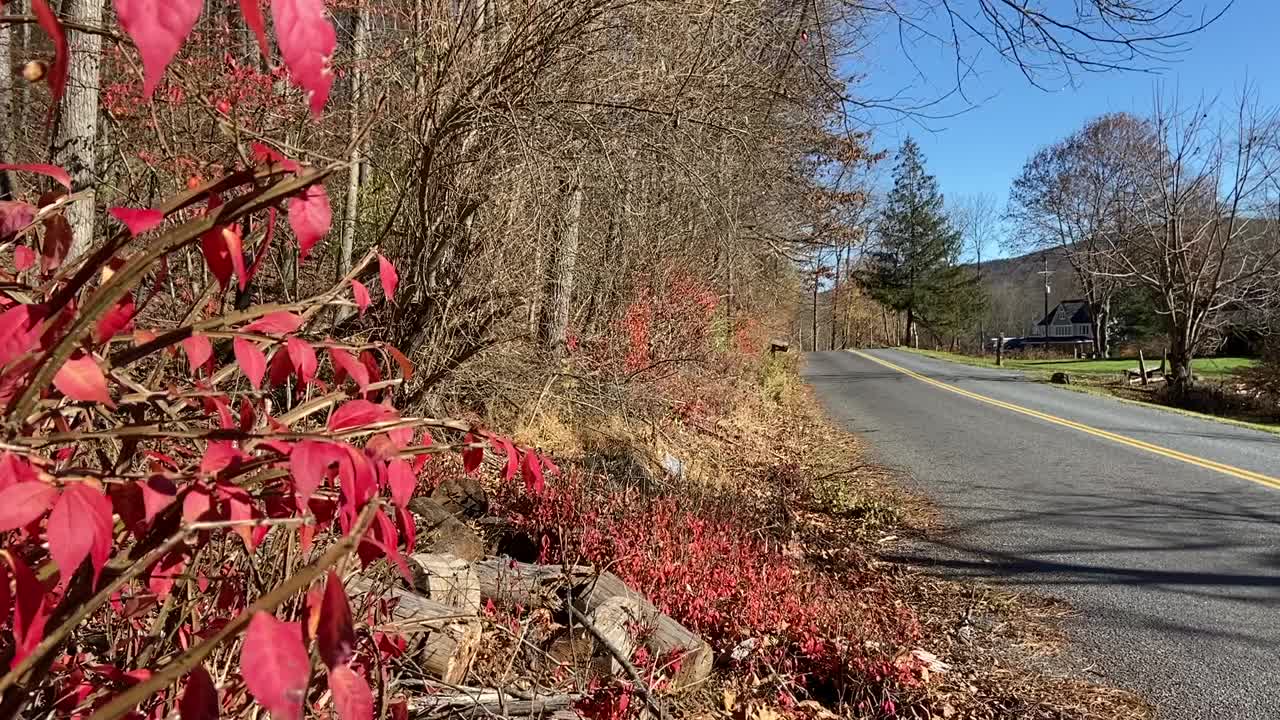 秋天的乡村路边，红色燃烧的灌木在风中摇曳视频下载