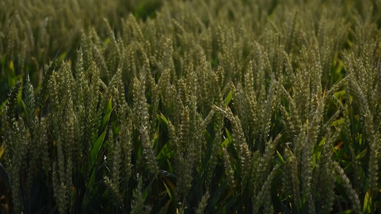 小穗在风中摇摆。农作物种植概念。夏天田野里成熟的麦粒视频素材