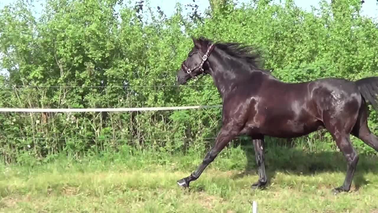 黑马在草地上奔驰视频素材