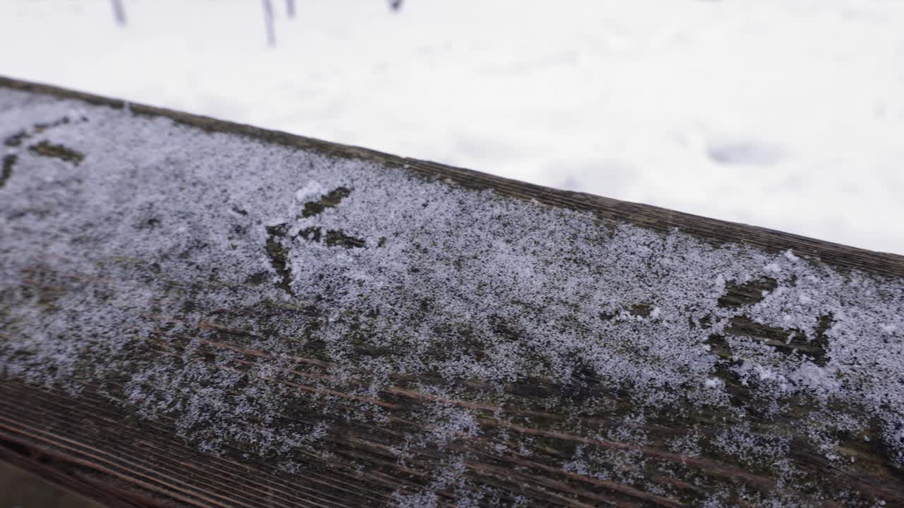 一只乌鸦在雪地上行走视频下载