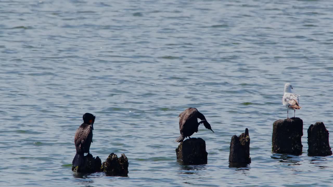 两只大鸬鹚(Phalacrocorax carbo)和一只环嘴鸥(Larus delawarensis)在池塘里视频素材