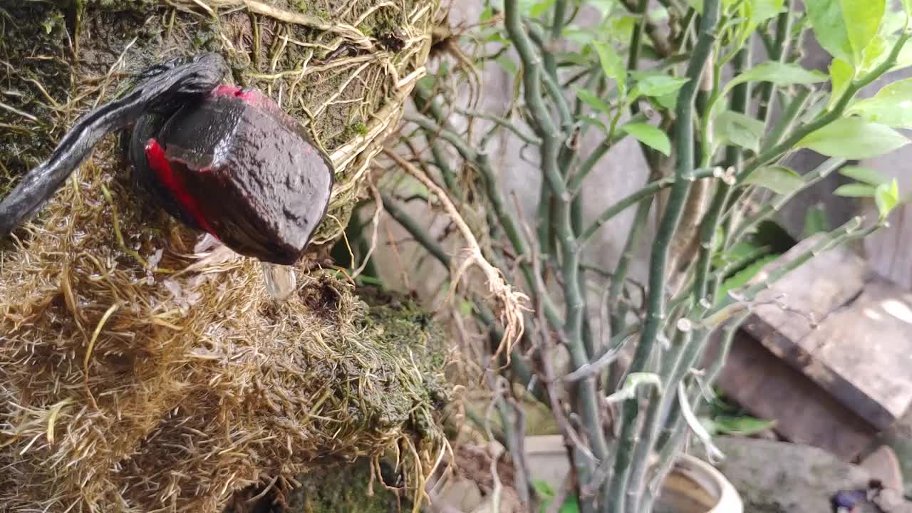 紫花随风飘动，4k分辨率60 FPS视频素材