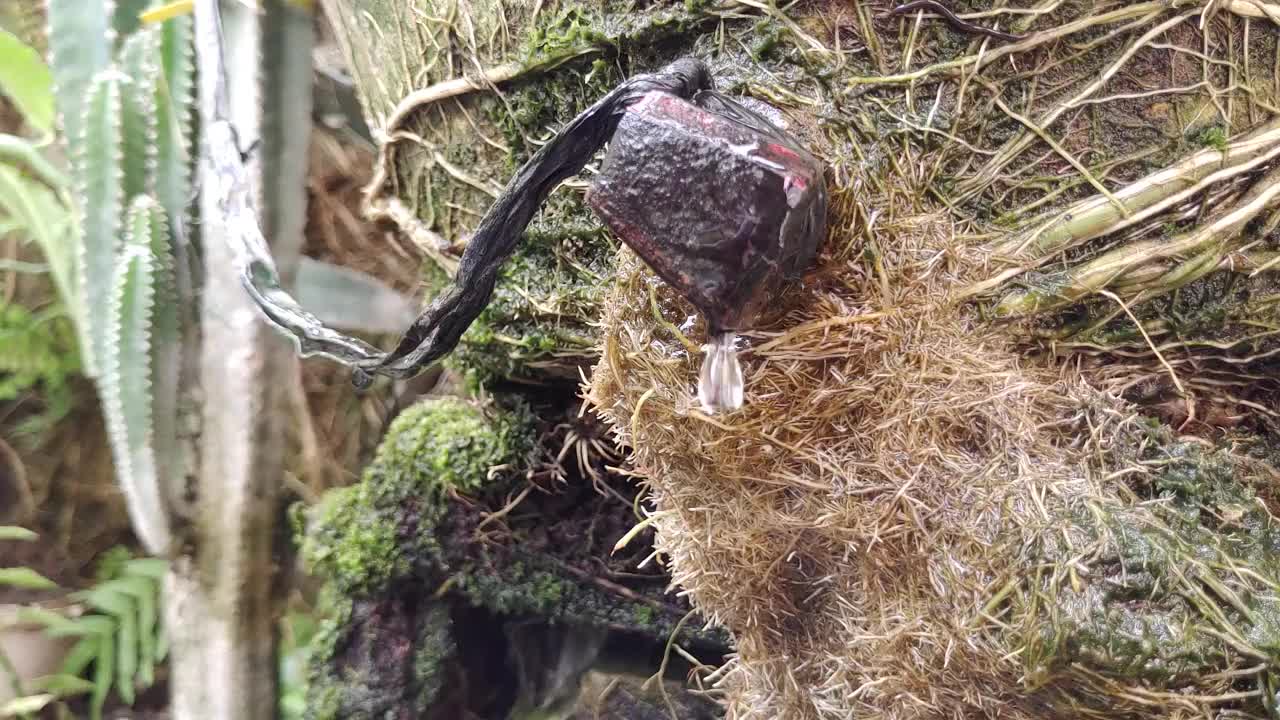 紫花随风飘动，4k分辨率60 FPS视频素材