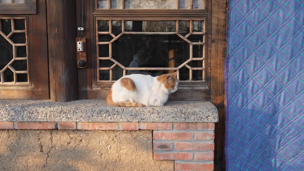 农村院子里的猫家的猫留下了家的老房子视频素材