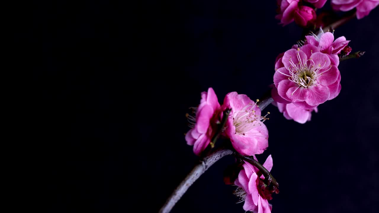 黑色背景上的梅花。日式花背景。视频下载