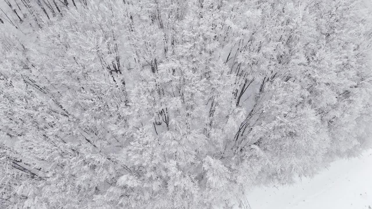 鸟瞰树林中的雪树视频素材