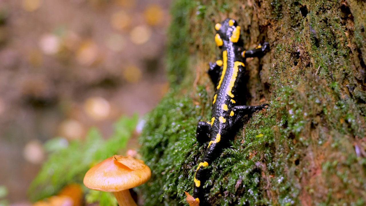 火蜥蜴，斑点蜥蜴，火蜥蜴(Salamandra salamander)是秋季森林中美丽的彩色尾两栖动物视频素材