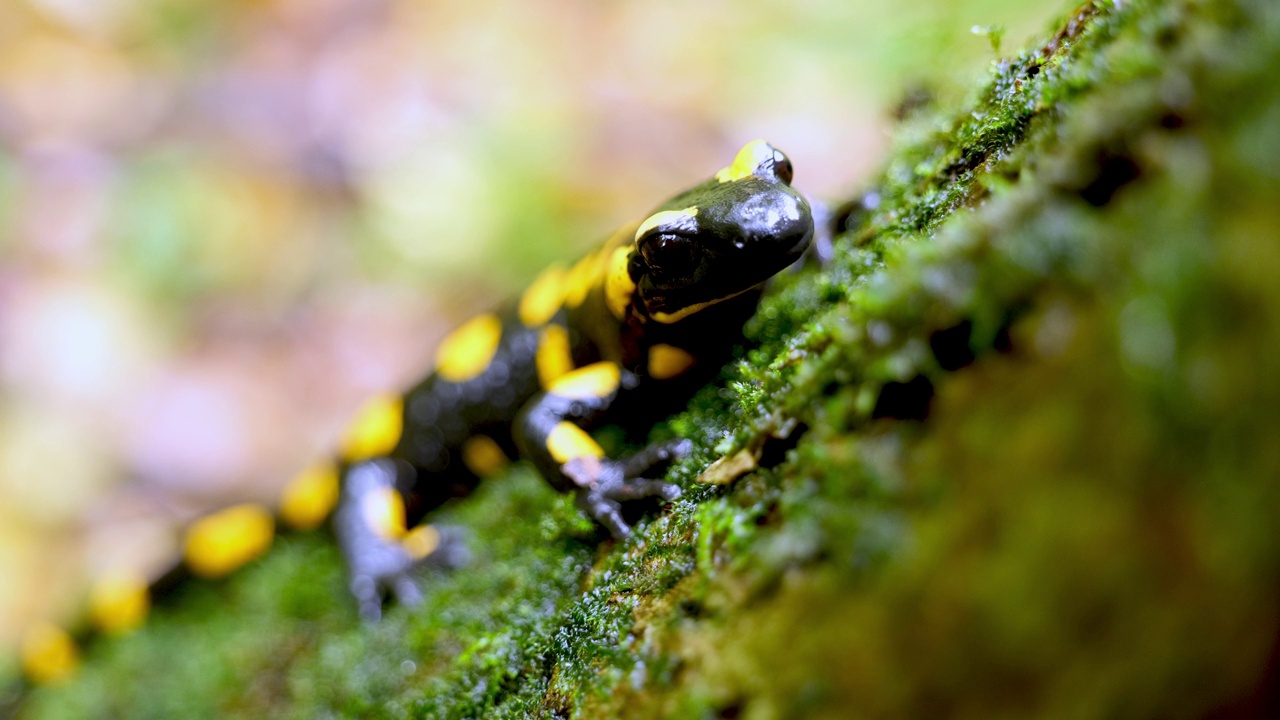 火蜥蜴，斑点蜥蜴，火蜥蜴(Salamandra salamander)是秋季森林中美丽的彩色尾两栖动物视频下载