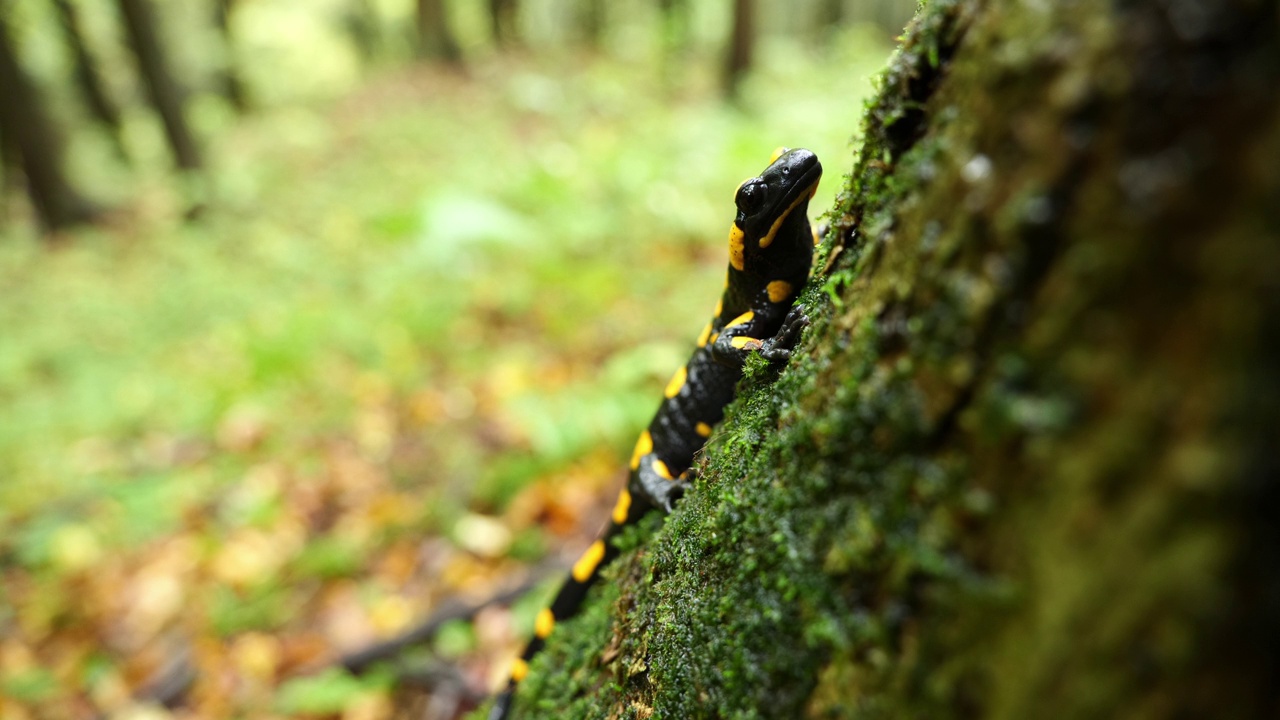 火蜥蜴，斑点蜥蜴，火蜥蜴(Salamandra salamander)是秋季森林中美丽的彩色尾两栖动物视频下载