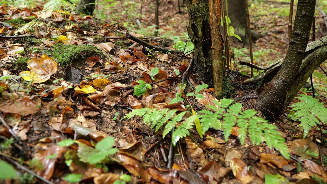 火蜥蜴，斑点蜥蜴，火蜥蜴(Salamandra salamander)是秋季森林中美丽的彩色尾两栖动物视频素材