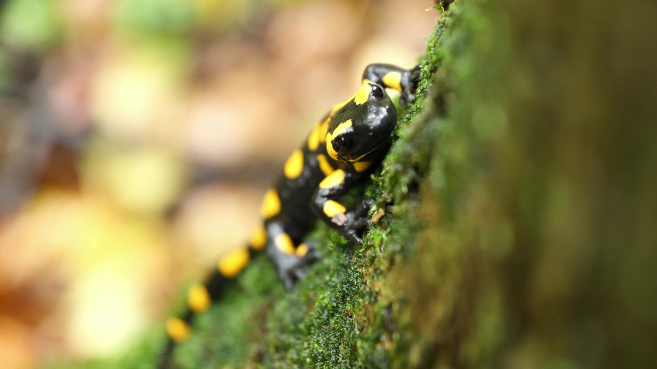 火蜥蜴，斑点蜥蜴，火蜥蜴(Salamandra salamander)是秋季森林中美丽的彩色尾两栖动物视频素材