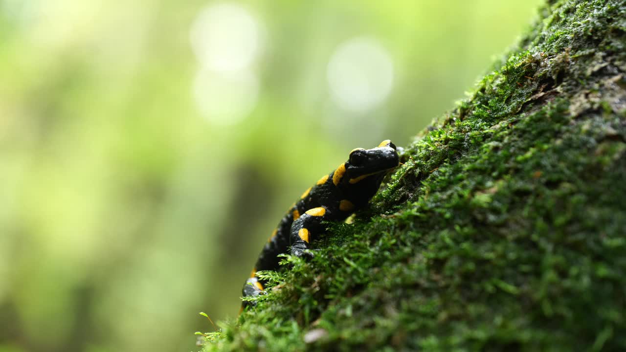 火蜥蜴，斑点蜥蜴，火蜥蜴(Salamandra salamander)是秋季森林中美丽的彩色尾两栖动物视频素材