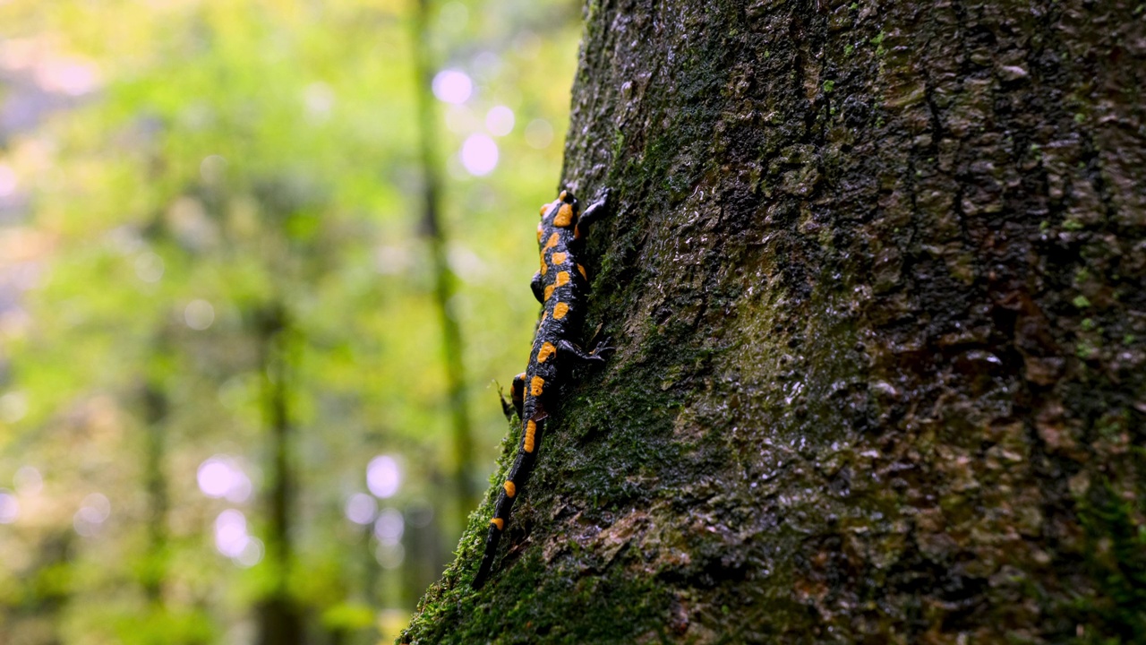 火蜥蜴，斑点蜥蜴，火蜥蜴(Salamandra salamander)是秋季森林中美丽的彩色尾两栖动物视频下载