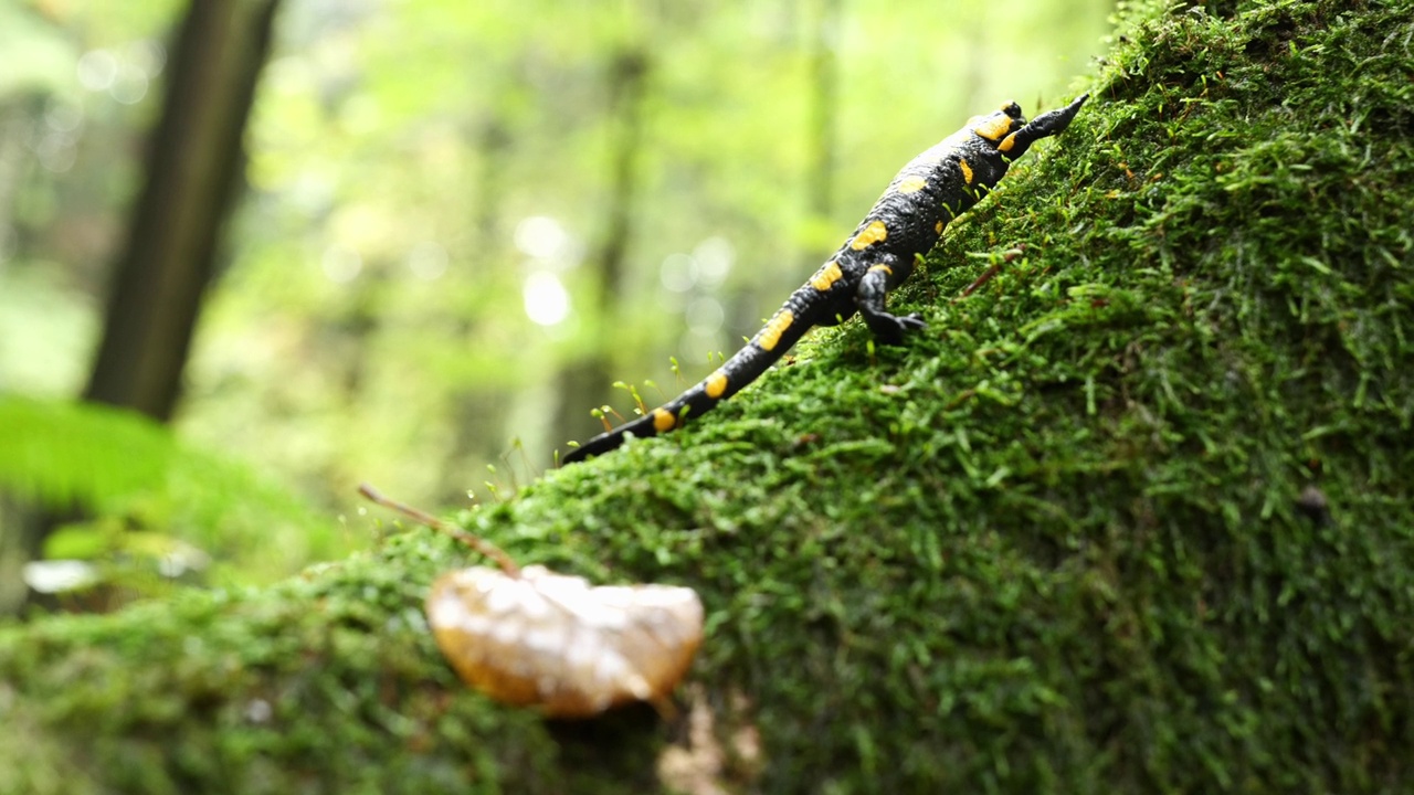 火蜥蜴，斑点蜥蜴，火蜥蜴(Salamandra salamander)是秋季森林中美丽的彩色尾两栖动物视频下载