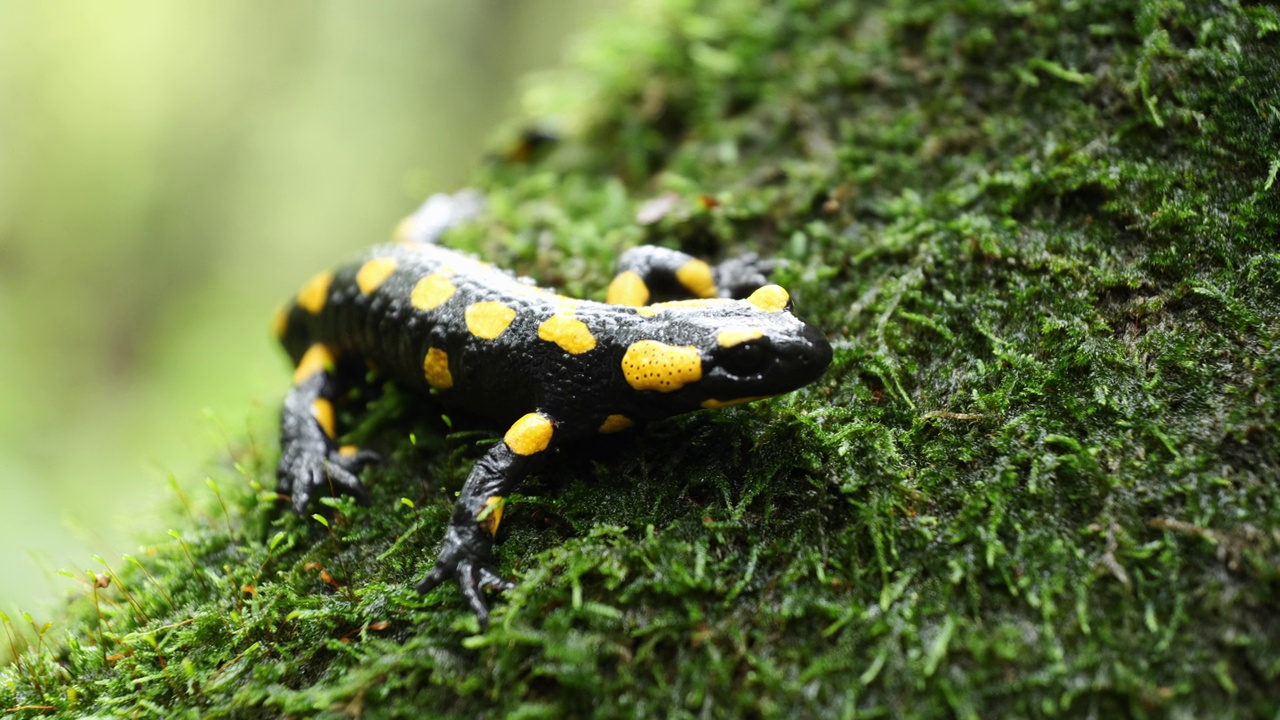 火蜥蜴，斑点蜥蜴，火蜥蜴(Salamandra salamander)是秋季森林中美丽的彩色尾两栖动物视频下载