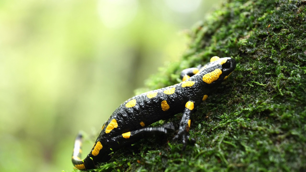 火蜥蜴，斑点蜥蜴，火蜥蜴(Salamandra salamander)是秋季森林中美丽的彩色尾两栖动物视频下载