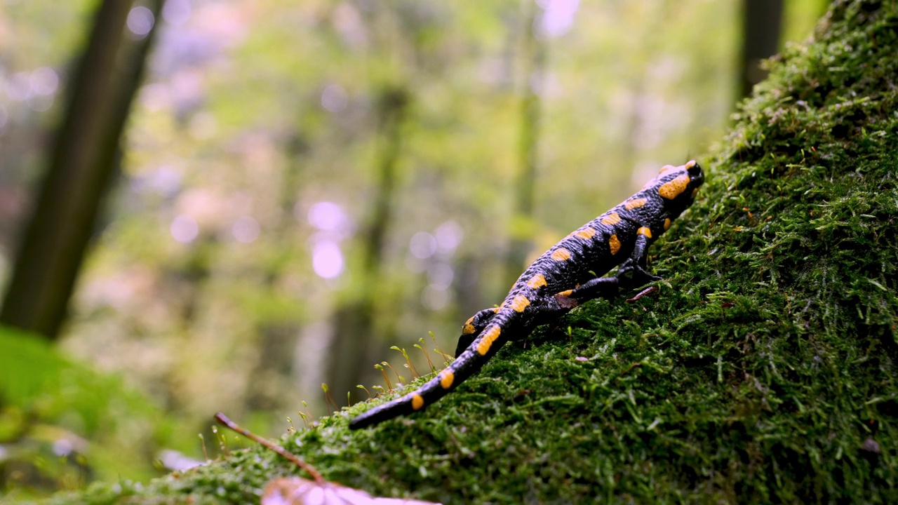 火蜥蜴，斑点蜥蜴，火蜥蜴(Salamandra salamander)是秋季森林中美丽的彩色尾两栖动物视频下载