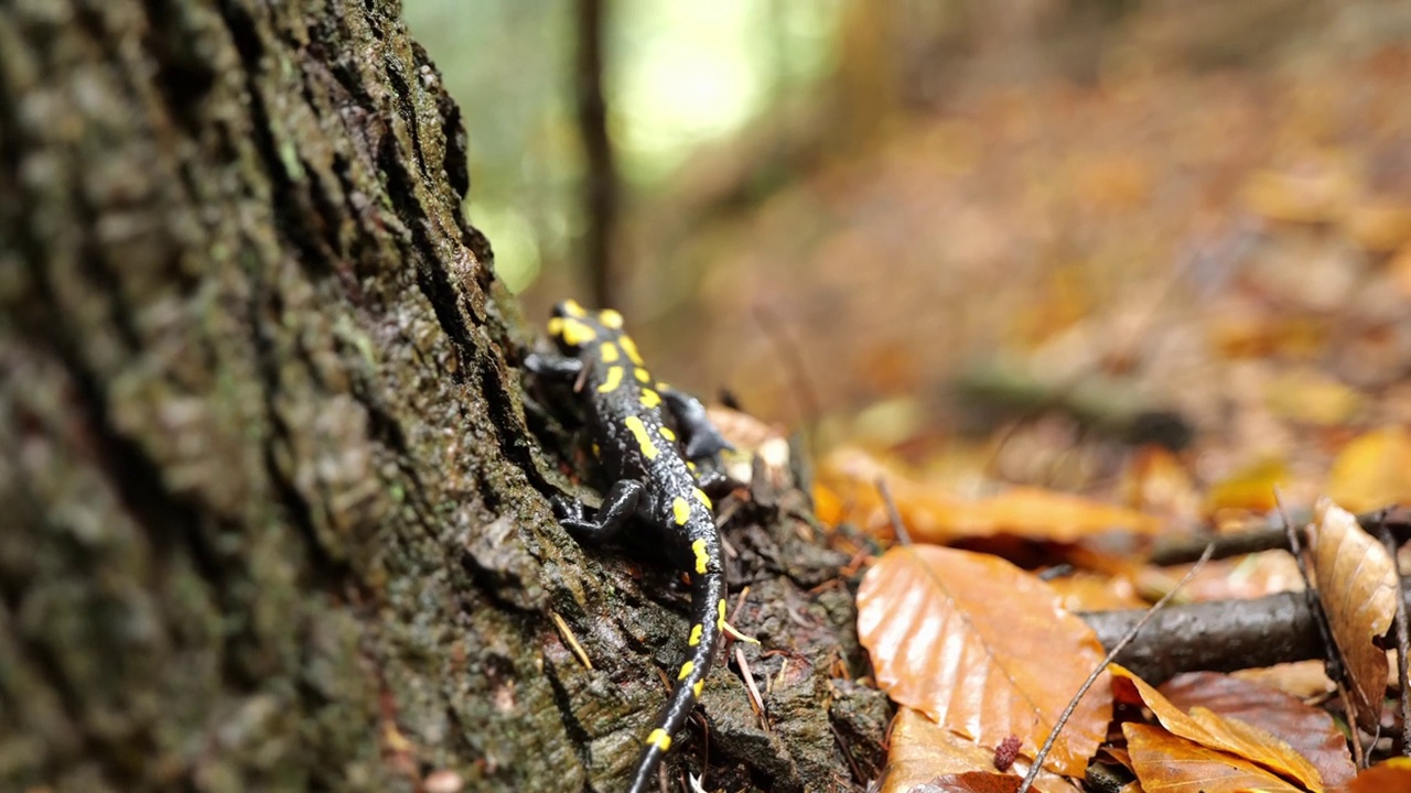 火蜥蜴，斑点蜥蜴，火蜥蜴(Salamandra salamander)是秋季森林中美丽的彩色尾两栖动物视频素材