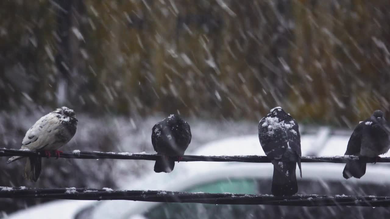 大雪下，鸽子坐在电线上视频下载