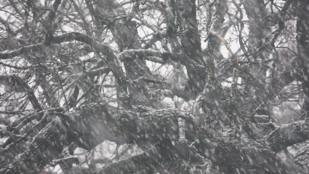 大雪的背景是树枝视频素材