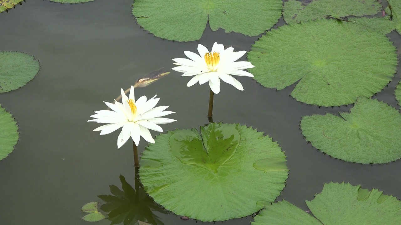 池塘里的百合花。美丽的白色睡莲在阳光下的自然绿色背景，野生森林。天然白莲花盛开在池塘，湖泊，河水在阳光明媚的温暖的夏天。视频素材