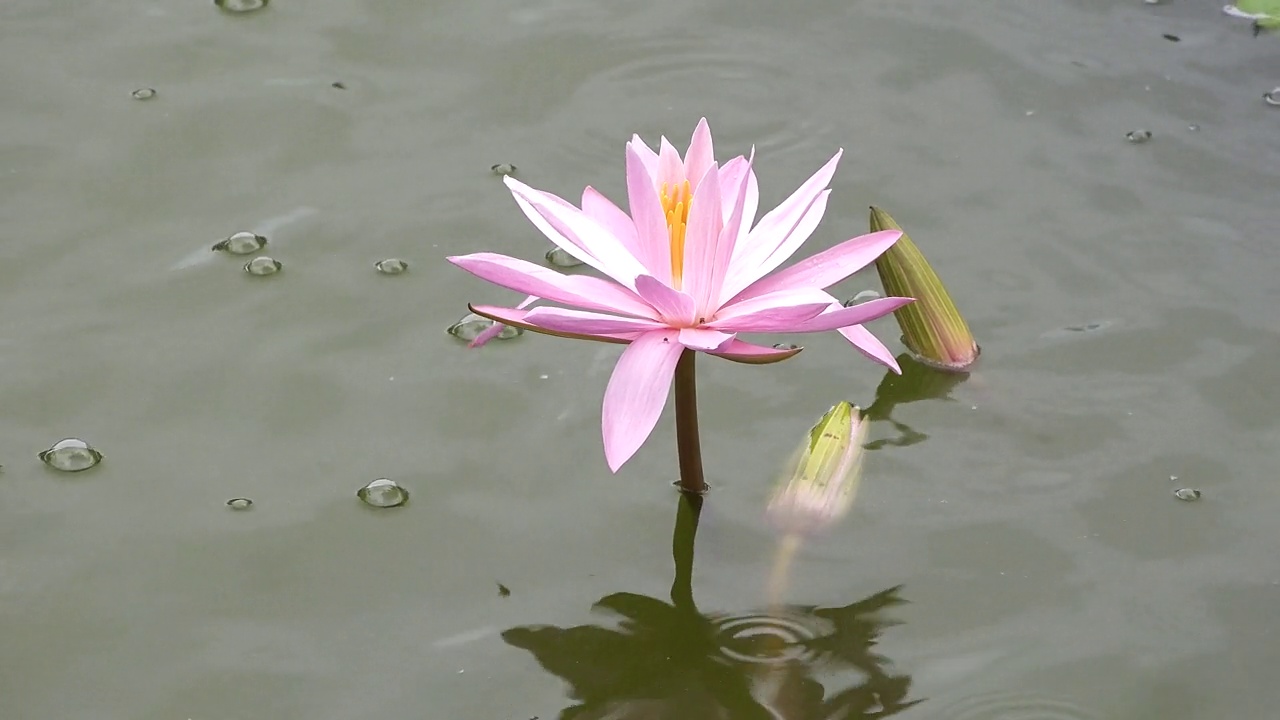 池塘里的百合花。美丽的白色睡莲在阳光下的自然绿色背景，野生森林。天然白莲花盛开在池塘，湖泊，河水在阳光明媚的温暖的夏天。视频素材