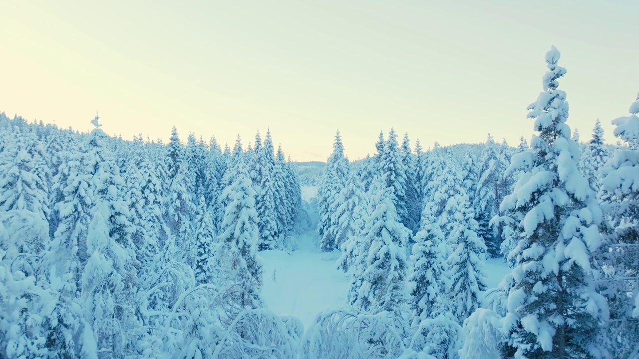 在挪威的冬季飞行穿过白雪覆盖的森林-无人机拍摄视频素材
