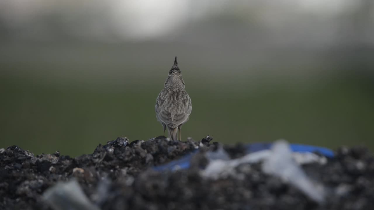 凤头云雀视频素材