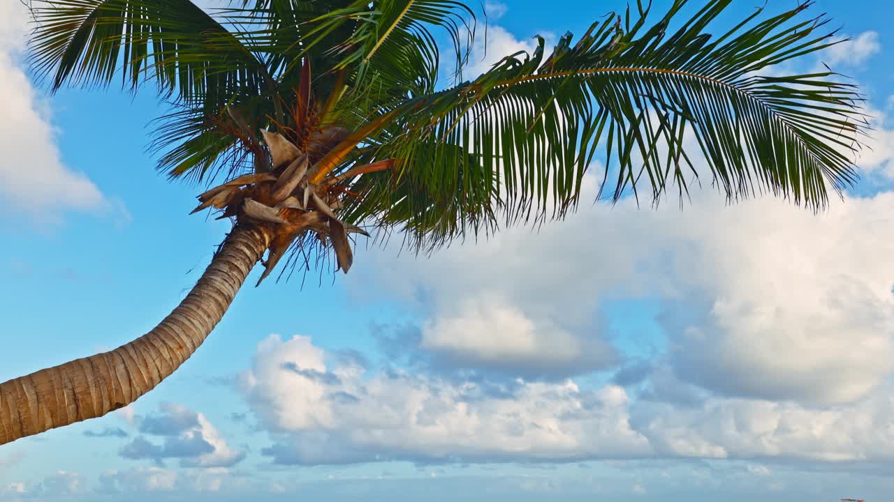 棕榈树丛林有美丽的日出云景，棕榈树海滩有日落视频素材