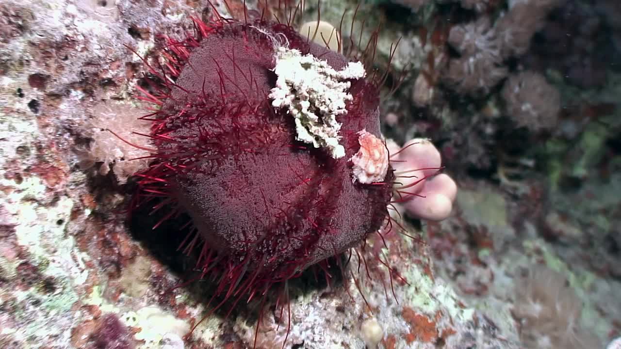 红海海底球形海胆。视频素材