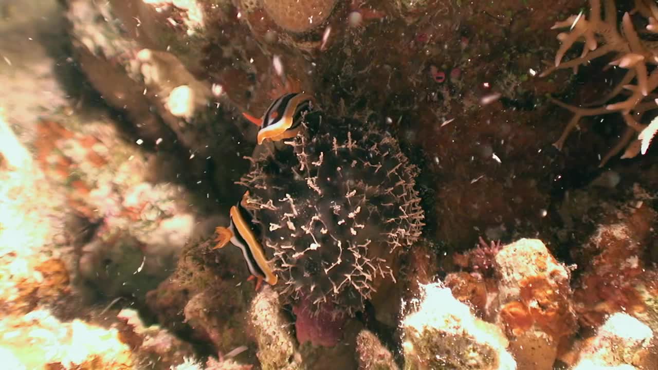 红海海底世界的四色海蛞蝓。视频素材