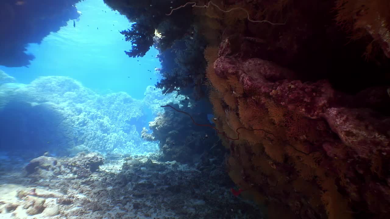 红海海底世界珊瑚礁的海洋生物。视频素材