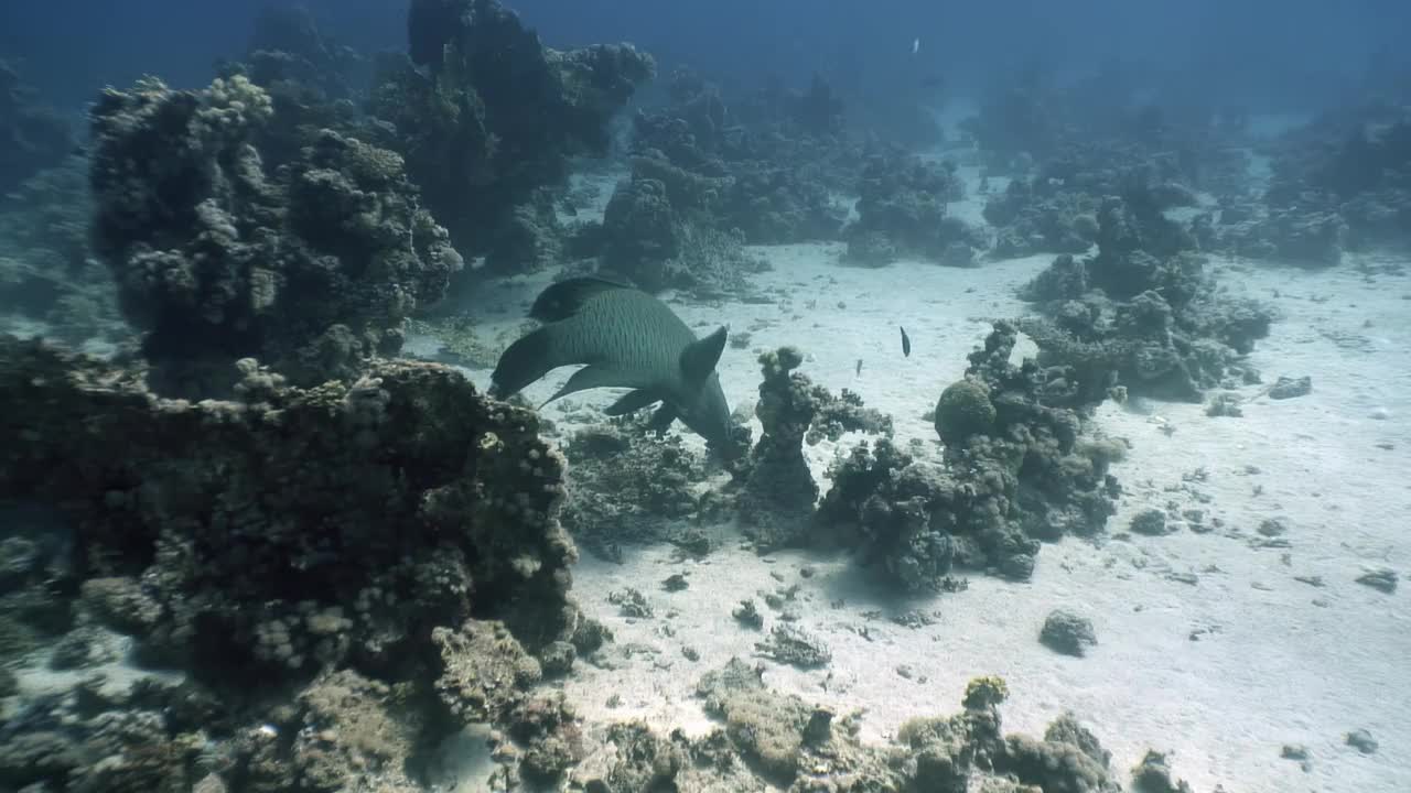 波浪形拿破仑鱼在红海的珊瑚礁中航行。视频素材