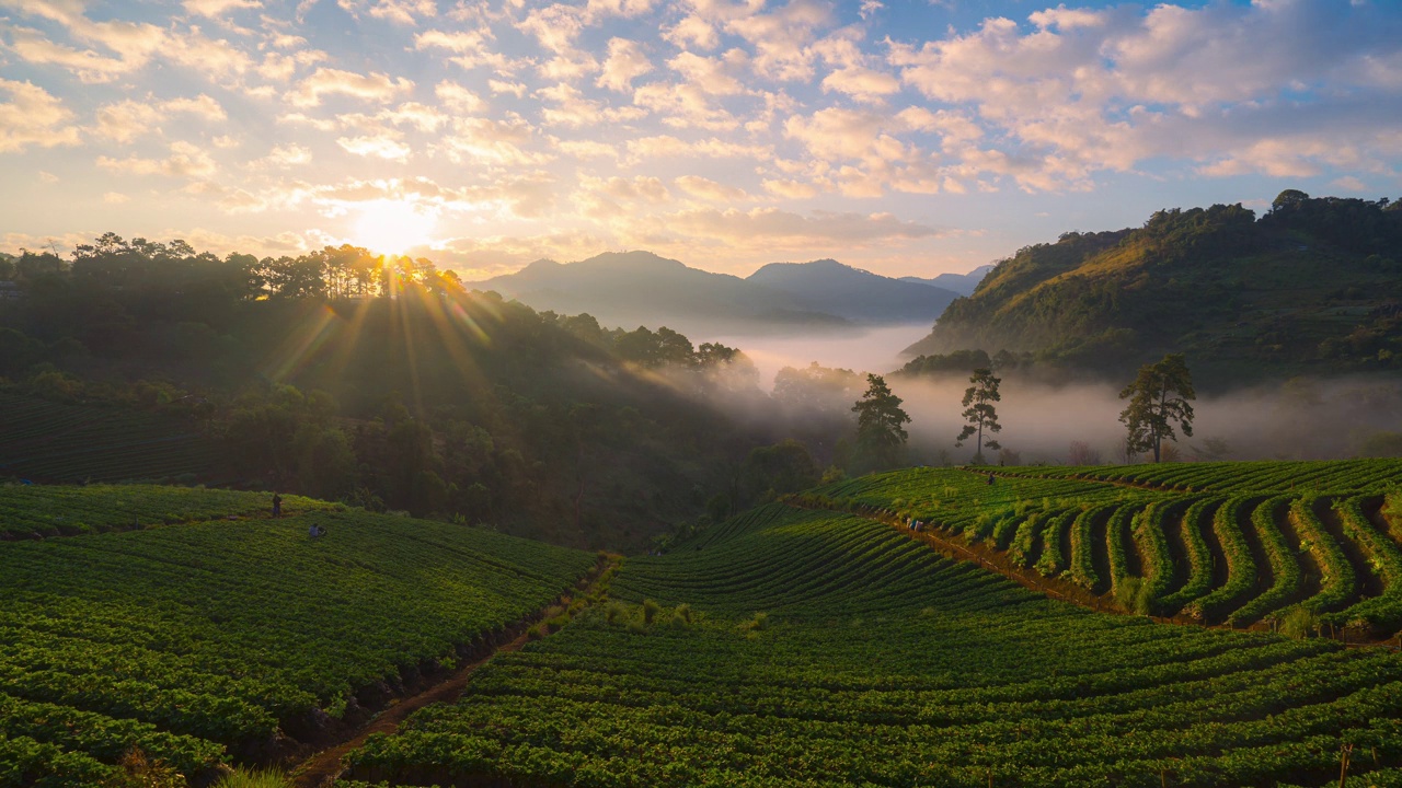 视频4k延时。日出早晨的雾海和雄伟的天空与草莓农场在Doi Angkhang山清迈，泰国。视频素材