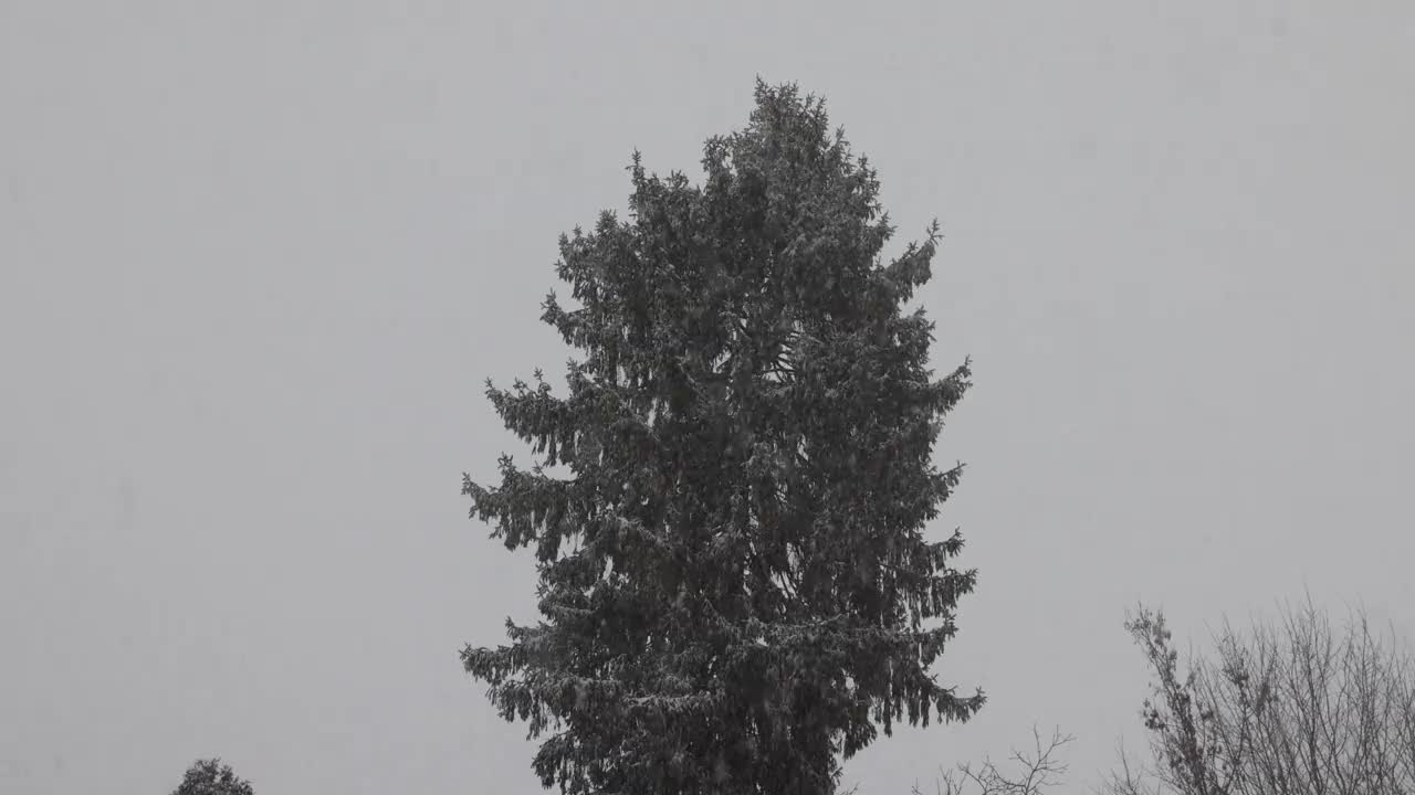 高大的云杉在冬天的暴风雪中，飘落着雪花视频素材