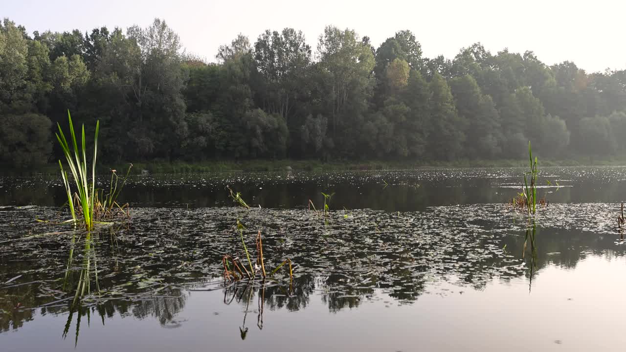 秋日的清晨，河上的晨光和落叶林视频素材