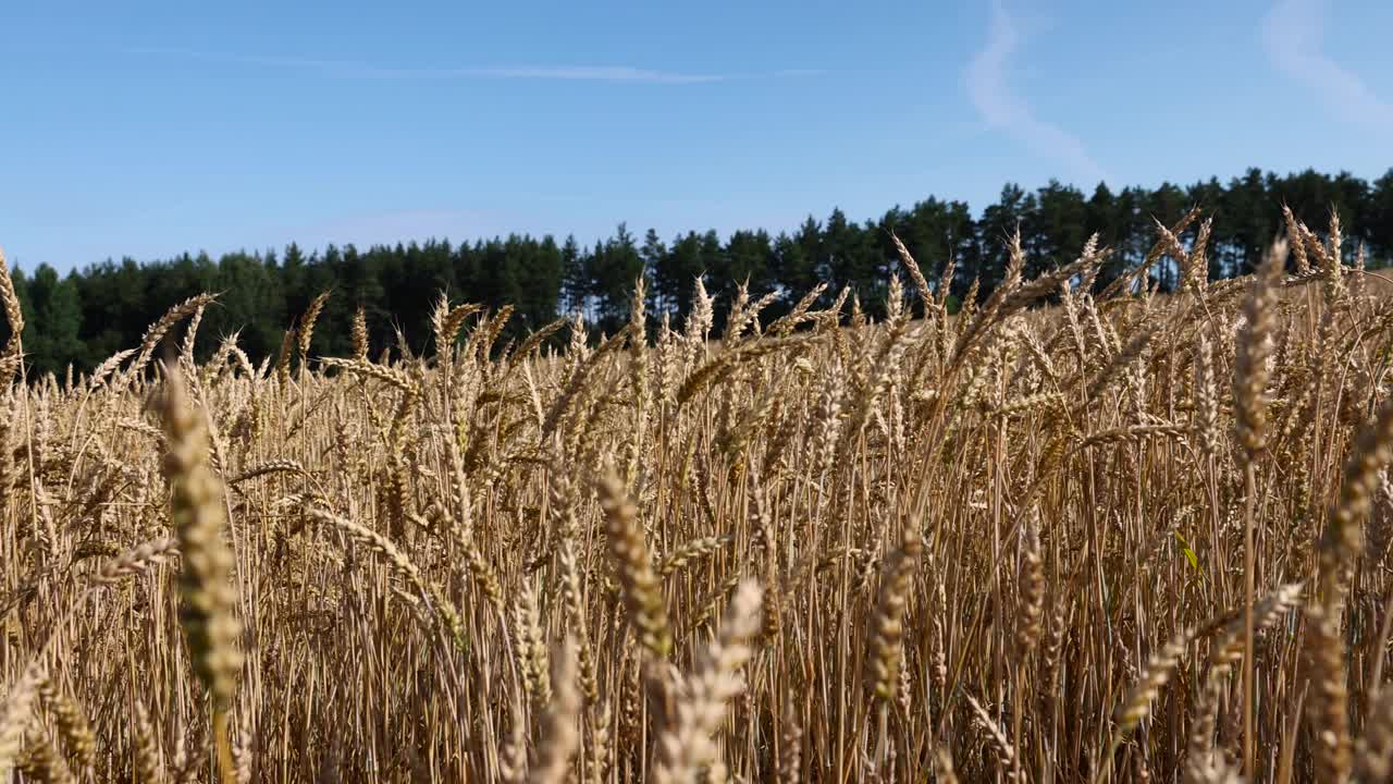 夏天地里金黄色的小麦大丰收视频素材