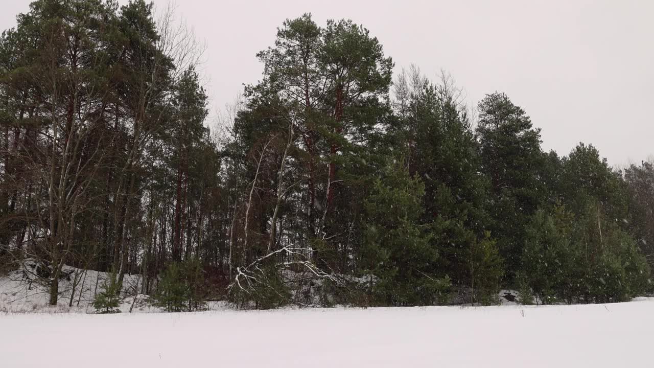 冬天下雪时的树木视频素材