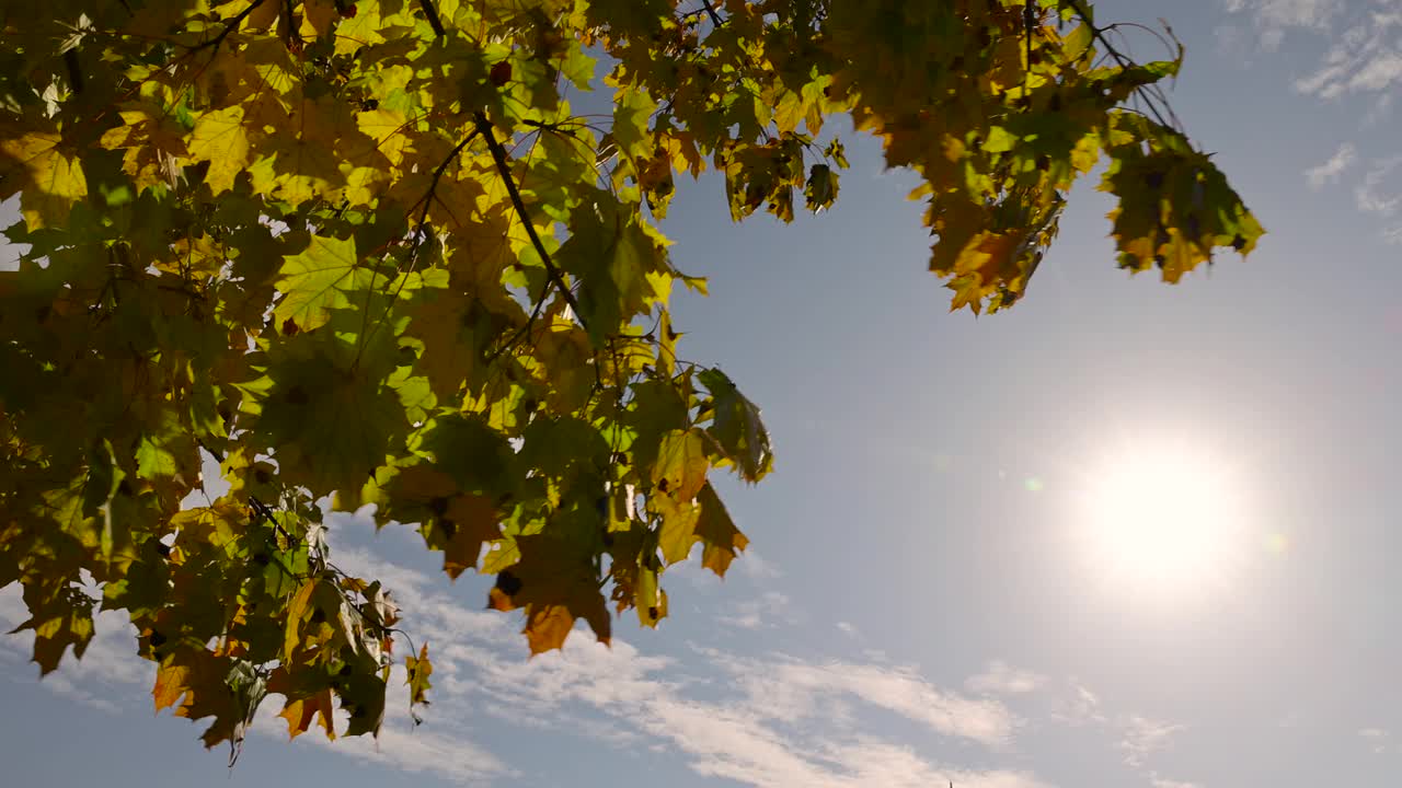 枫叶在秋天落叶之前的季节视频素材