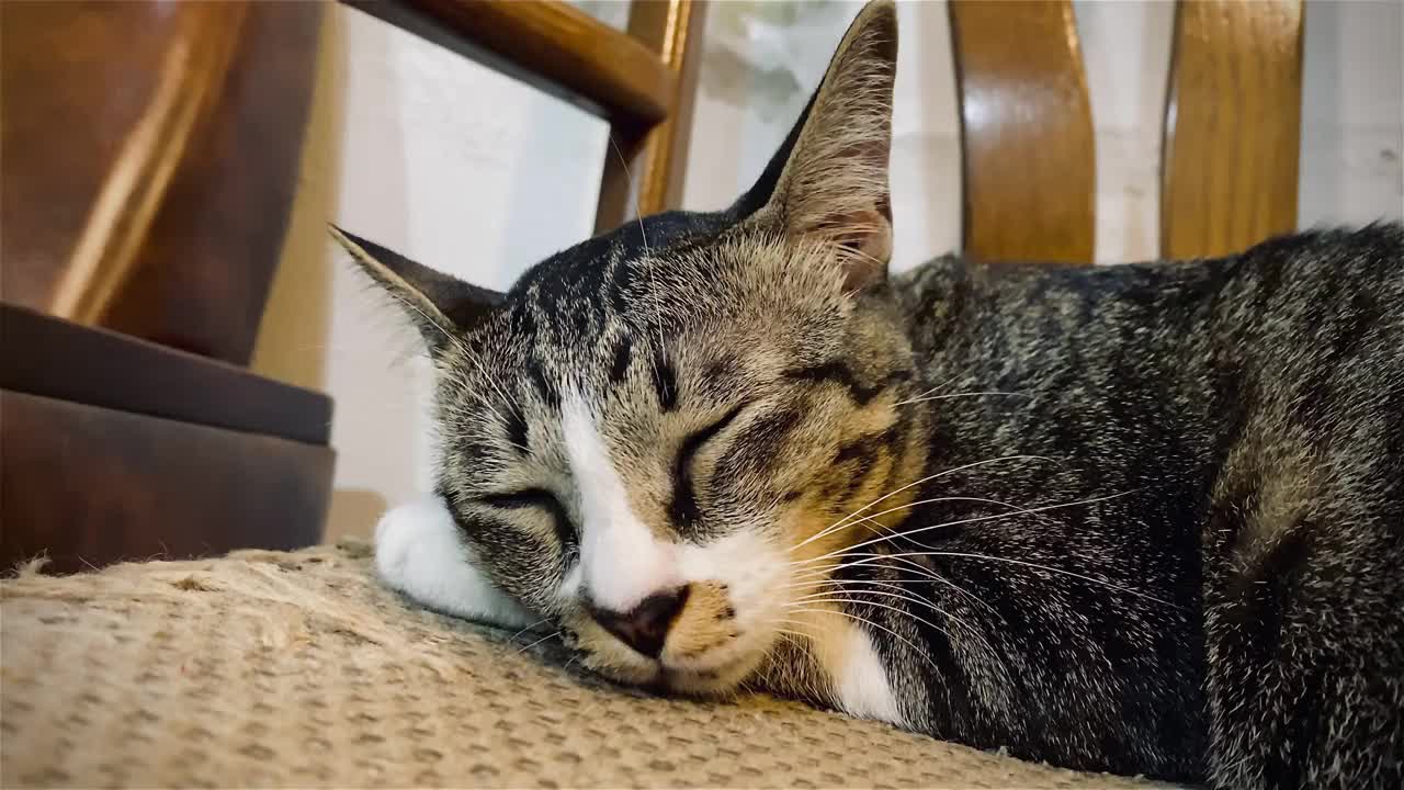 一只滑稽的小猫小狗的肖像滑稽的动物，小猫是迷人的和迷人的，是滑稽的小猫或小狗，宠物是滑稽的小猫或小狗，宠物滑稽的动物。它是一种顽皮的宠物，是人们的最爱视频素材