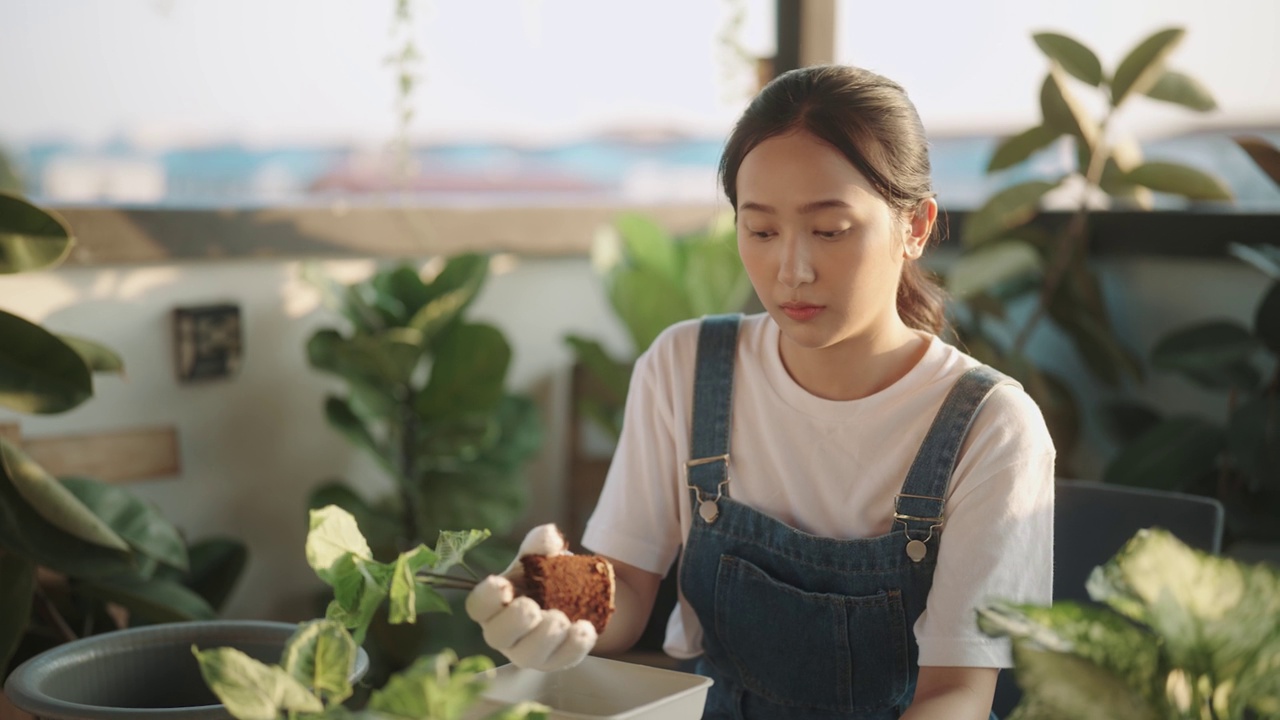 一位戴着园艺手套的亚洲妇女正在家里种菜视频素材