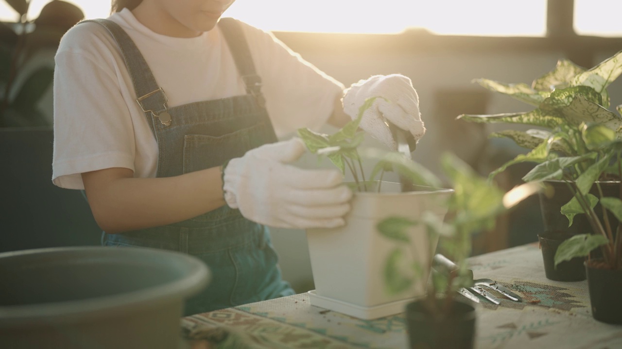 一位戴着园艺手套的亚洲妇女正在家里种菜视频素材