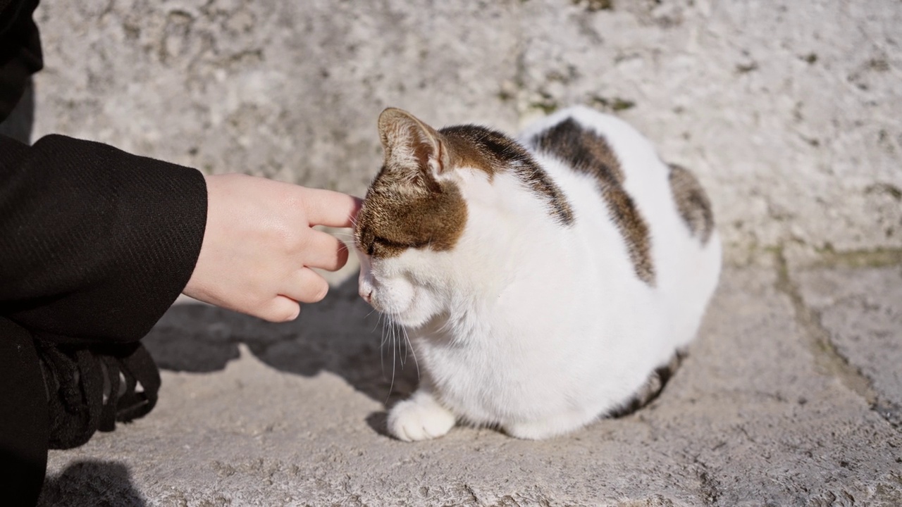 一个人的手轻轻地抚摸着一只心满意足的虎斑猫，它在石板路上晒太阳。视频素材