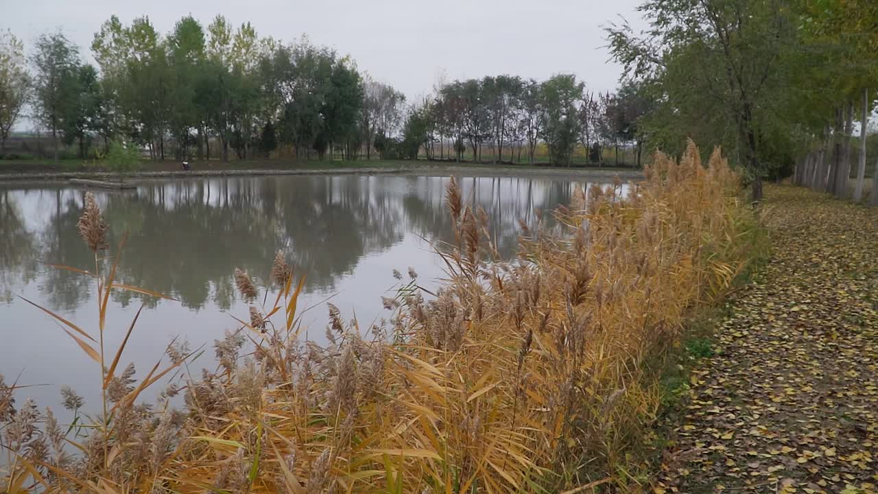 在阴郁的秋日里，金色的芦苇在湖边轻轻摇曳视频素材