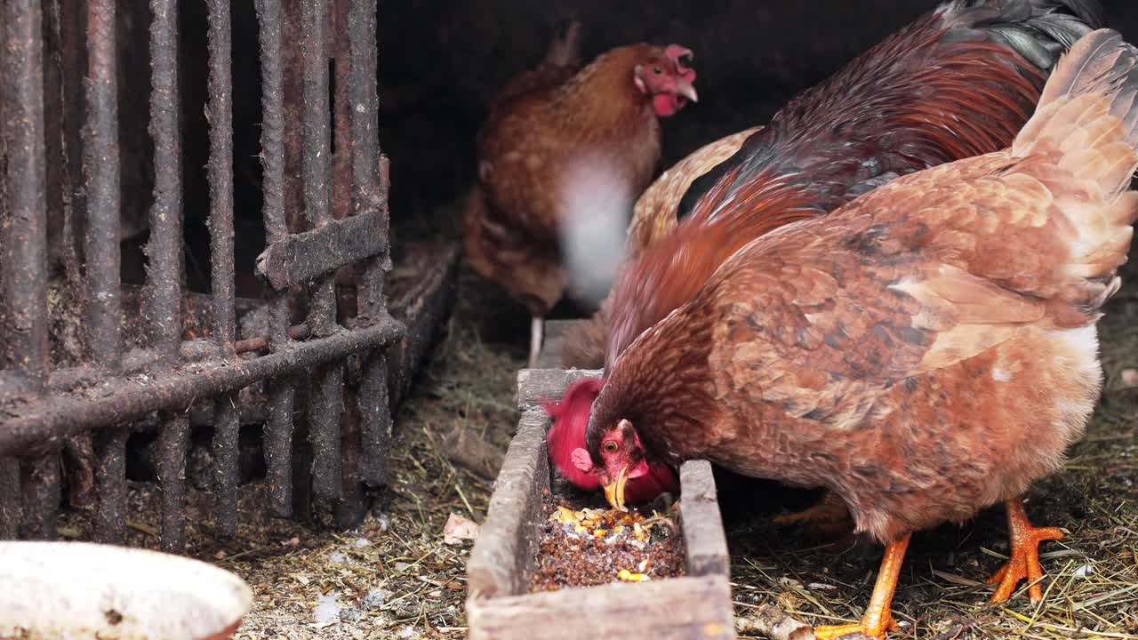 鸡笼里的公鸡和母鸡用喂食器吃着碎玉米视频素材