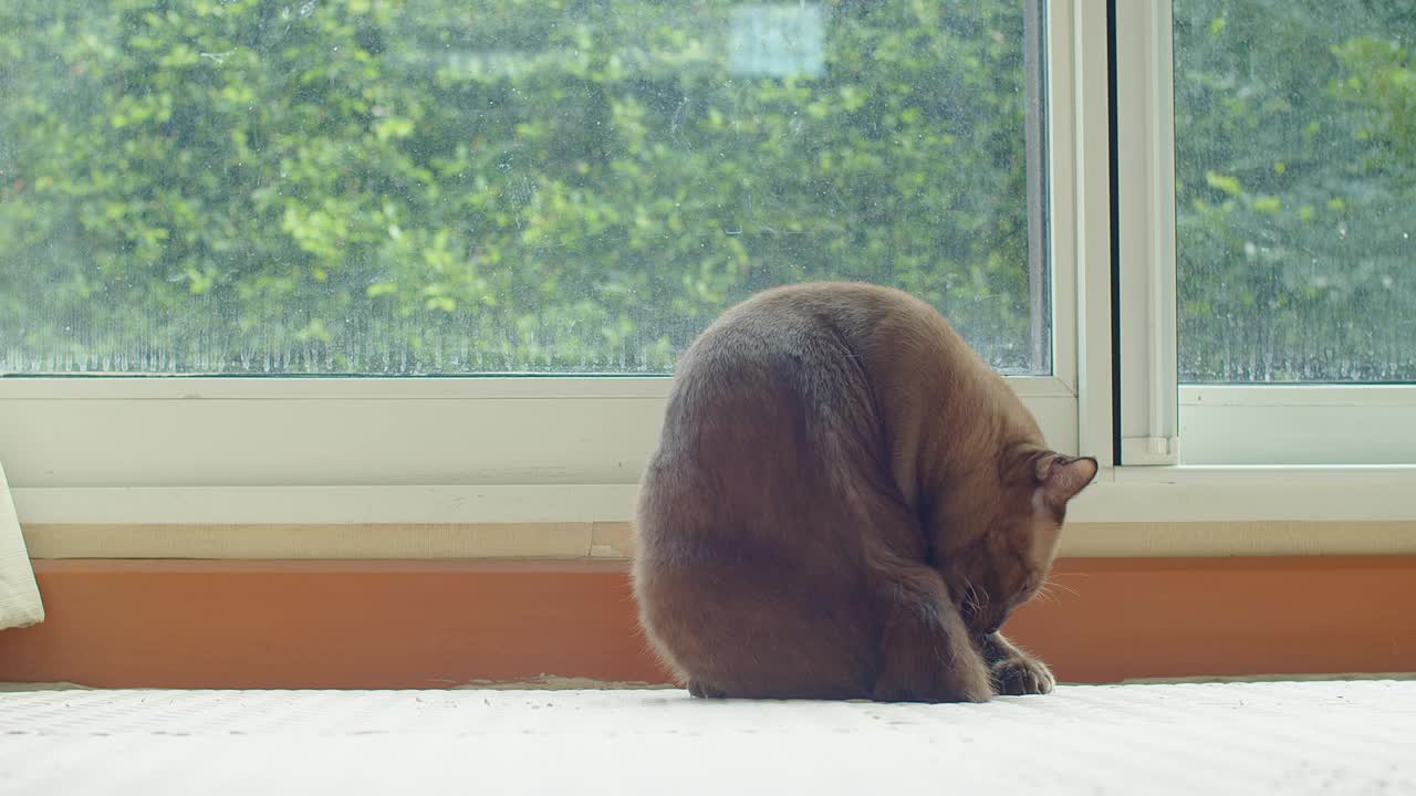 一只沉思的棕色猫坐在窗户旁边，凝视着外面的绿色植物，房间里有柔和的自然光线和舒适的氛围视频素材