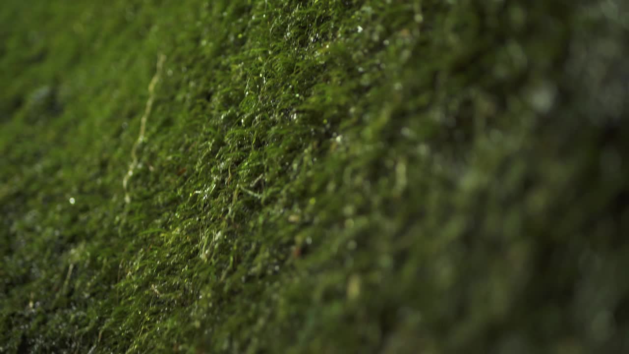 热带雨林峡谷里，石头上覆盖着湿漉漉的毛茸茸的绿色苔藓，上面滴着水。跟踪拍摄4K视频下载