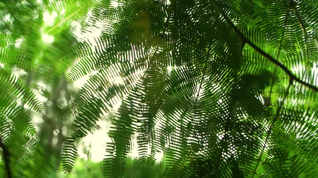 明亮的绿叶和阳光照进来。美丽的概念是地球上活的植物群。视频素材