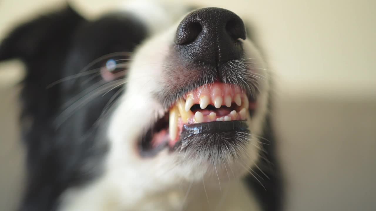 危险的愤怒的狗。好斗的小狗边境牧羊犬露出牙齿，看起来好斗危险。守护者咆哮的可怕的狗准备攻击。宠物感染了狂犬病。视频素材